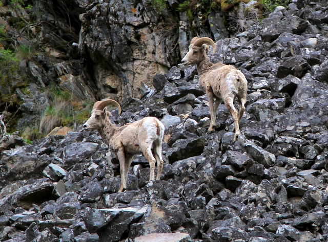 Middle Fork Rams